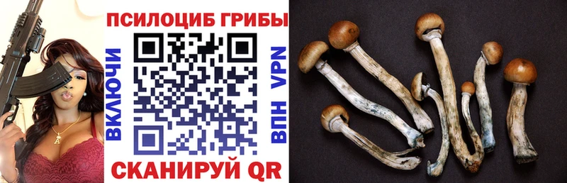 магазин продажи   Кимры  Галлюциногенные грибы прущие грибы 